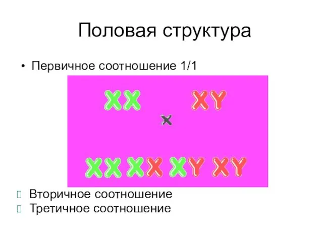 Половая структура Первичное соотношение 1/1 Вторичное соотношение Третичное соотношение