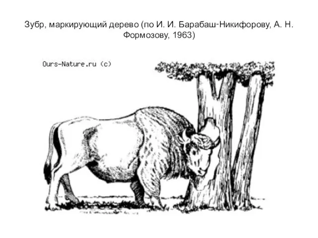 Зубр, маркирующий дерево (по И. И. Барабаш‑Никифорову, А. Н. Формозову, 1963)