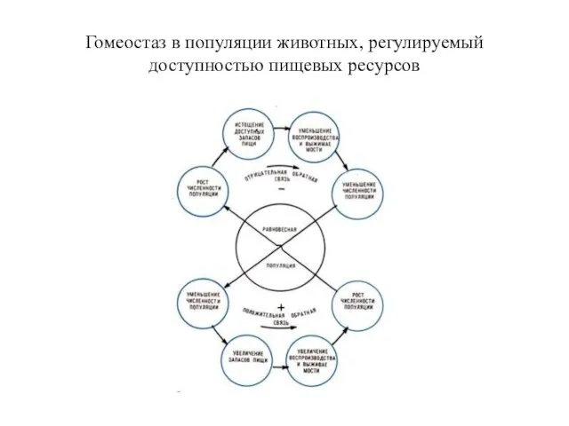 Гомеостаз в популяции животных, регулируемый доступностью пищевых ресурсов