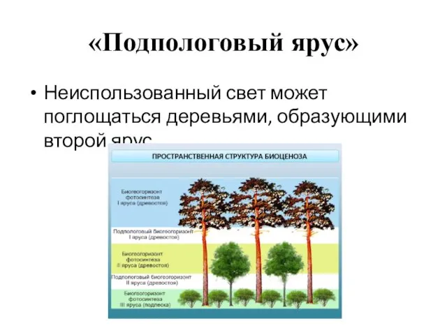 «Подпологовый ярус» Неиспользованный свет может поглощаться деревьями, образующими второй ярус.