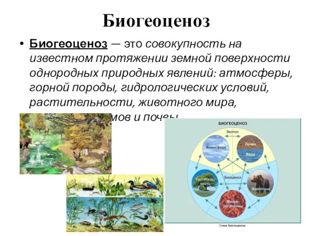Биогеоценоз Биогеоценоз — это совокупность на известном протяжении земной поверхности