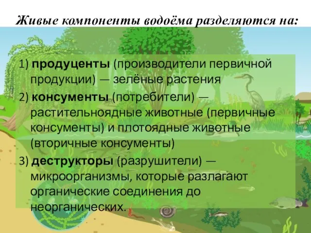 Живые компоненты водоёма разделяются на: 1) продуценты (производители первичной продукции)