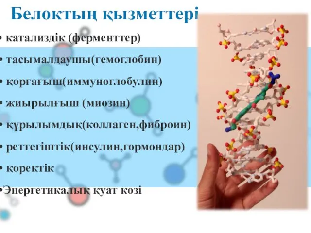 Белоктың қызметтері катализдік (ферменттер) тасымалдаушы(гемоглобин) қорғағыш(иммуноглобулин) жиырылғыш (миозин) құрылымдық(коллаген,фиброин) реттегіштік(инсулин,гормондар) қоректік Энергетикалық қуат көзі