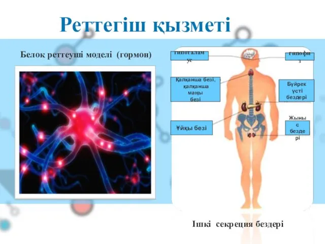 Реттегіш қызметі Ішкі секреция бездері Белок реттеуші моделі (гормон) Жыныс