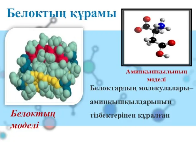 Белоктардың молекулалары–аминқышқылдарының тізбектерінен құралған Белоктың құрамы Белоктың моделі Аминқышқылының моделі