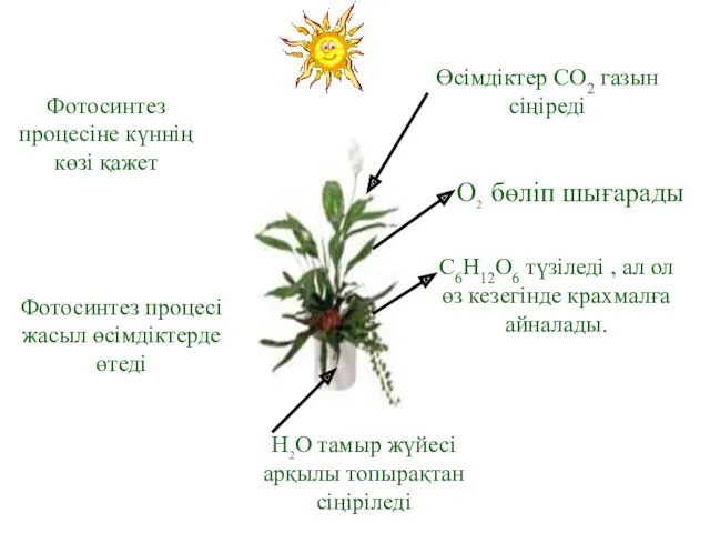 Фотосинтез процесіне күннің көзі қажет Фотосинтез процесі жасыл өсімдіктерде өтеді