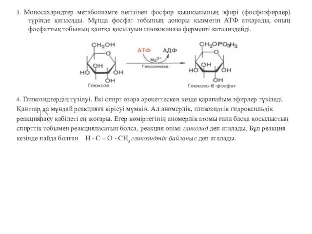 3. Моносахаридтер метаболизмге негізінен фосфор қышқылының эфирі (фосфоэфирлер) түрінде қатысады.