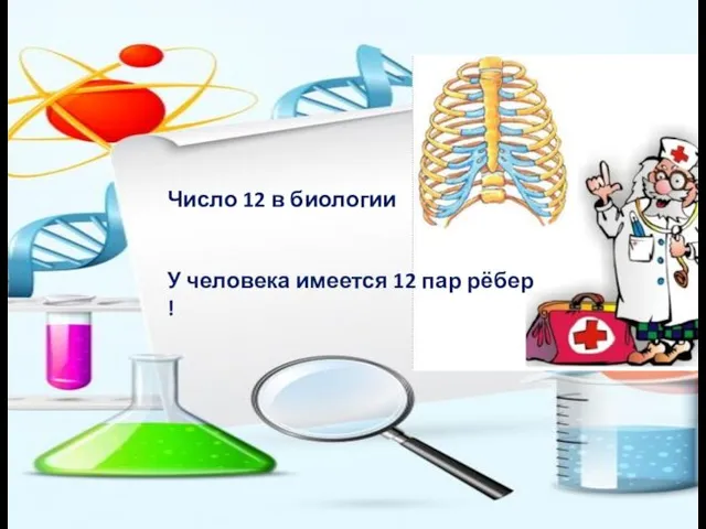 Число 12 в биологии У человека имеется 12 пар рёбер !