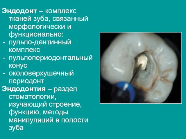 Эндодонт – комплекс тканей зуба, связанный морфологически и функционально: пульпо-дентинный