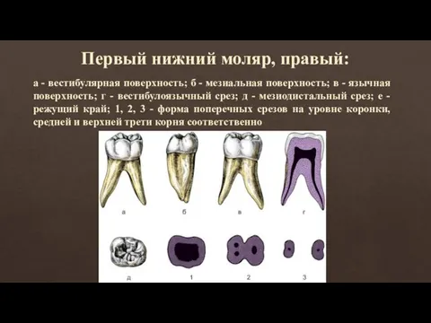 Первый нижний моляр, правый: а - вестибулярная поверхность; б - мезиальная поверхность; в