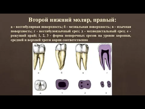 Второй нижний моляр, правый: а - вестибулярная поверхность; б - мезиальная поверхность; в