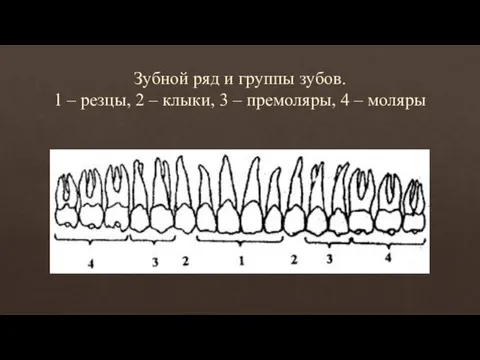 Зубной ряд и группы зубов. 1 – резцы, 2 – клыки, 3 –