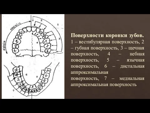 Поверхности коронки зубов. 1 – вестибулярная поверхность, 2 – губная