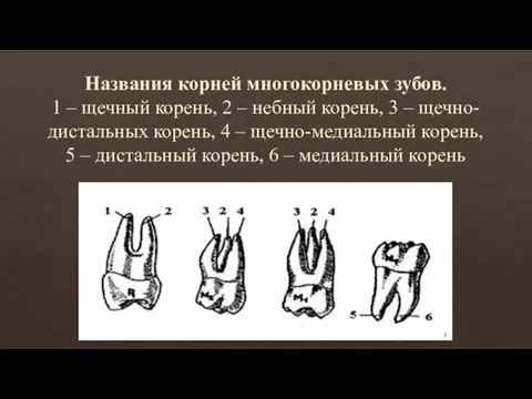 Названия корней многокорневых зубов. 1 – щечный корень, 2 – небный корень, 3