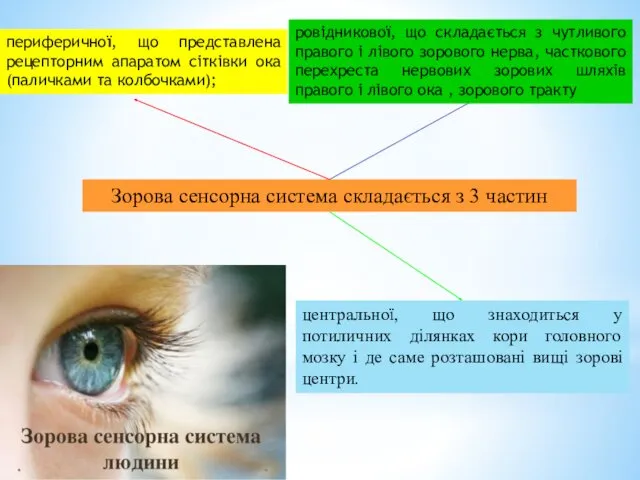 Зорова сенсорна система складається з 3 частин периферичної, що представлена