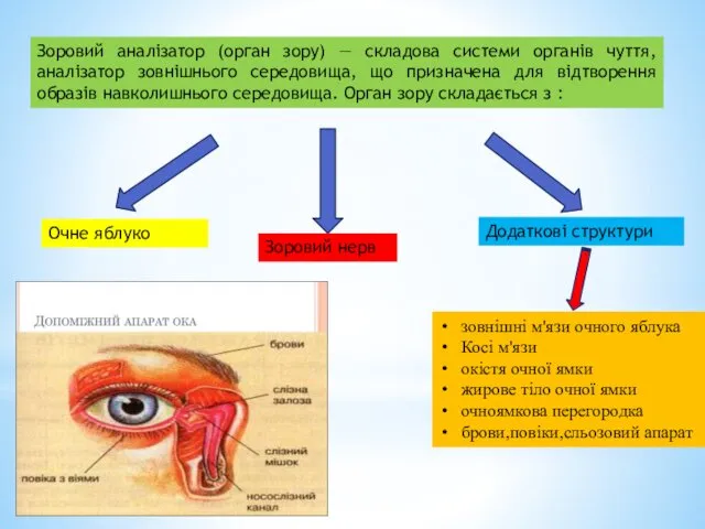 Зоровий аналізатор (орган зору) — складова системи органів чуття, аналізатор