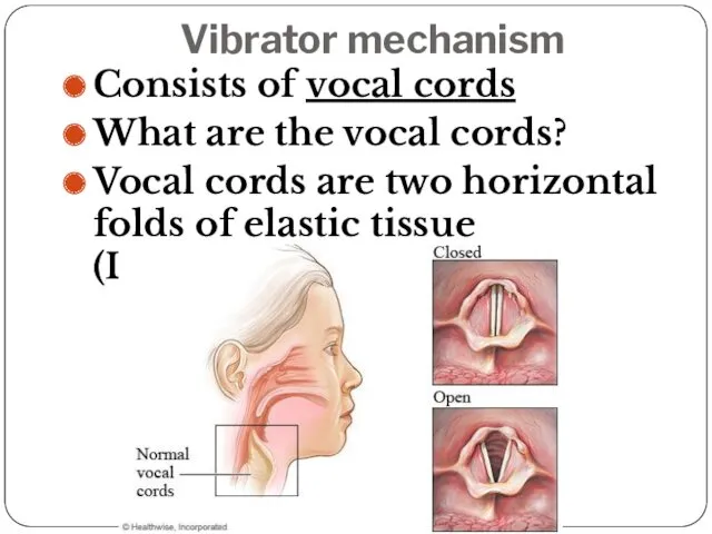Vibrator mechanism Consists of vocal cords What are the vocal