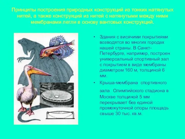 Принципы построения природных конструкций из тонких натянутых нитей, а также