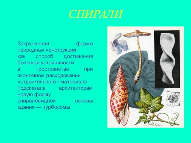 СПИРАЛИ Закрученная форма природных конструкций, как способ достижения большой устойчивости