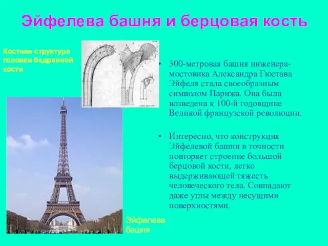 Эйфелева башня и берцовая кость 300-метровая башня инженера-мостовика Александра Гюстава