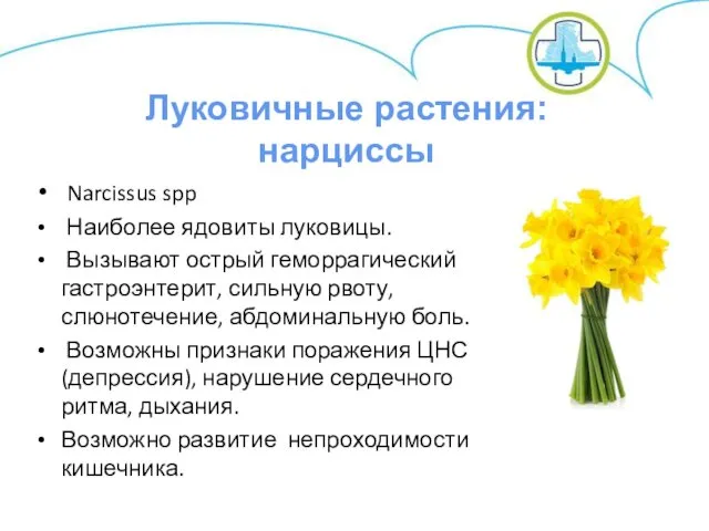 Narcissus spp Наиболее ядовиты луковицы. Вызывают острый геморрагический гастроэнтерит, сильную