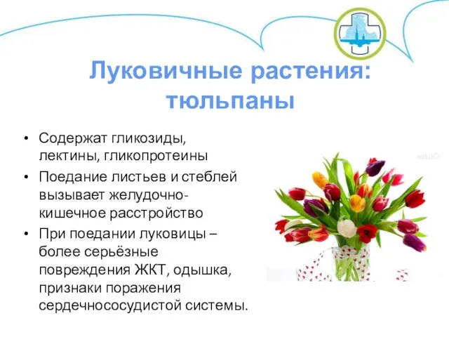 Содержат гликозиды, лектины, гликопротеины Поедание листьев и стеблей вызывает желудочно-кишечное