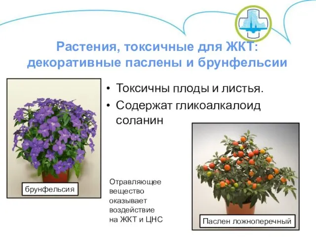 Токсичны плоды и листья. Содержат гликоалкалоид соланин Отравляющее вещество оказывает