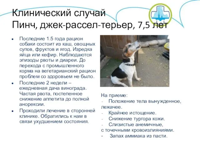 Клинический случай Пинч, джек-рассел-терьер, 7,5 лет Последние 1.5 года рацион