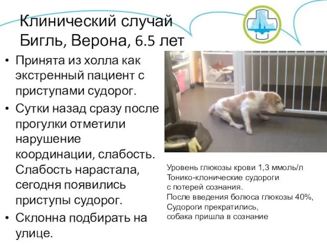 Клинический случай Бигль, Верона, 6.5 лет Принята из холла как