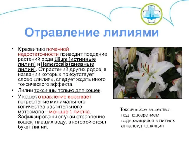 К развитию почечной недостаточности приводит поедание растений рода Lilium (истинные