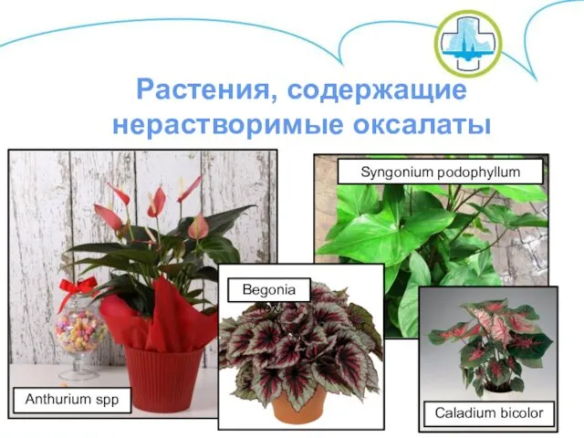 Anthurium spp Syngonium podophyllum Begonia rex Caladium bicolor Растения, содержащие нерастворимые оксалаты