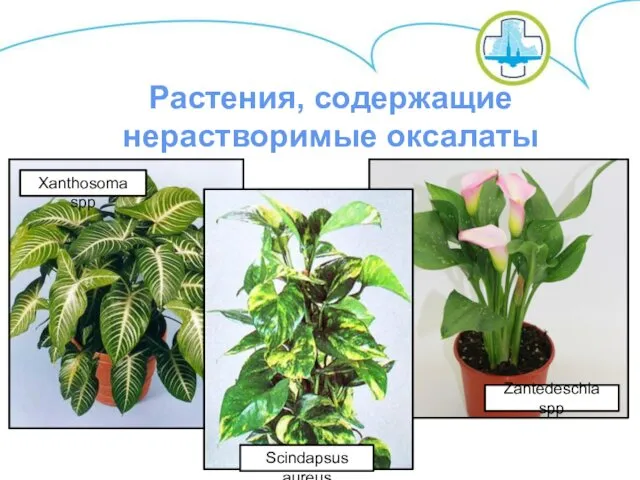 Xanthosoma spp Zantedeschia spp Scindapsus aureus Растения, содержащие нерастворимые оксалаты