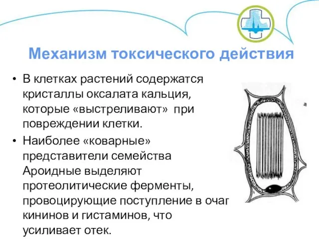 В клетках растений содержатся кристаллы оксалата кальция, которые «выстреливают» при