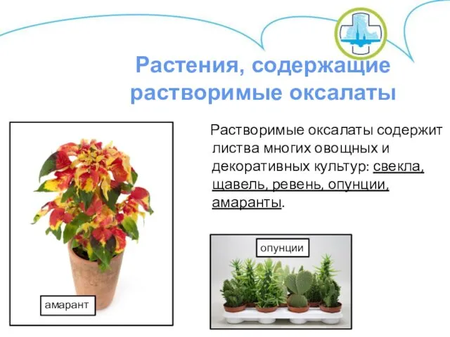 Растворимые оксалаты содержит листва многих овощных и декоративных культур: свекла,