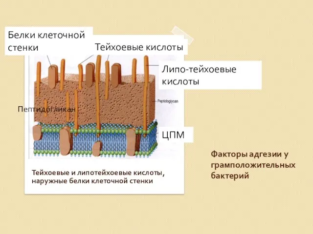 Факторы адгезии у грамположительных бактерий Тейхоевые и липотейхоевые кислоты, наружные белки клеточной стенки