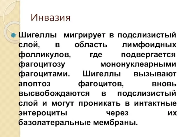 Инвазия Шигеллы мигрирует в подслизистый слой, в область лимфоидных фолликулов,