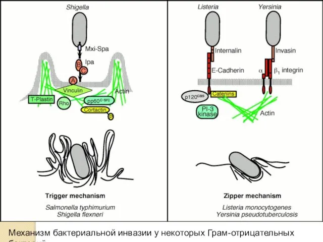 Механизм бактериальной инвазии у некоторых Грам-отрицательных бактерий