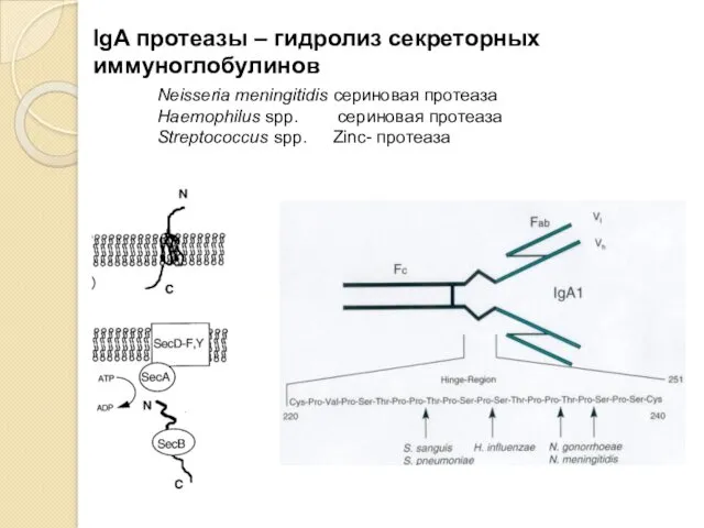 IgA протеазы – гидролиз секреторных иммуноглобулинов Neisseria meningitidis сериновая протеаза