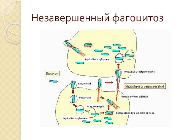 Незавершенный фагоцитоз