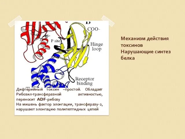 Механизм действия токсинов Нарушающие синтез белка Дифтерийный токсин –простой. Обладает