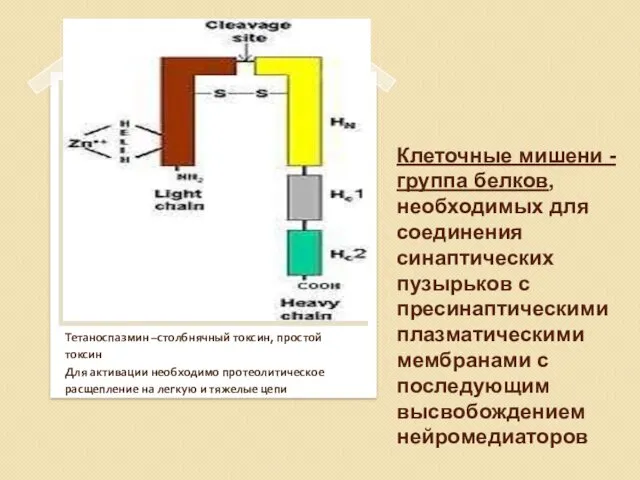 Клеточные мишени -группа белков, необходимых для соединения синаптических пузырьков с