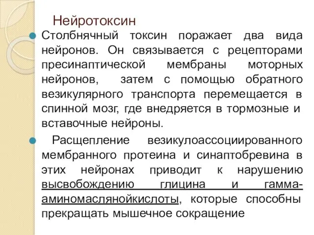 Нейротоксин Столбнячный токсин поражает два вида нейронов. Он связывается с