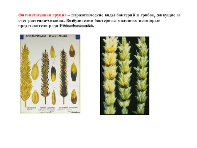 Фитопатогенная группа – паразитические виды бактерий и грибов, живущие за