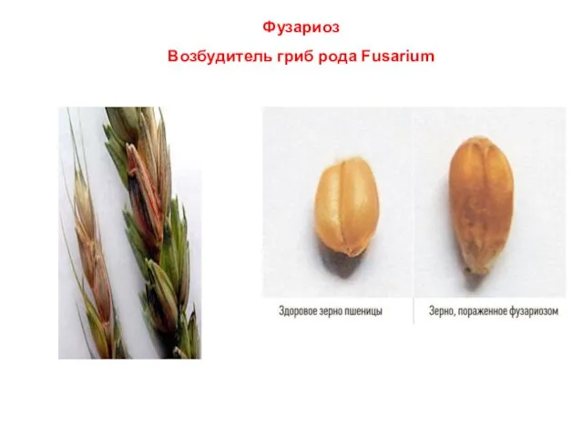 Фузариоз Возбудитель гриб рода Fusarium