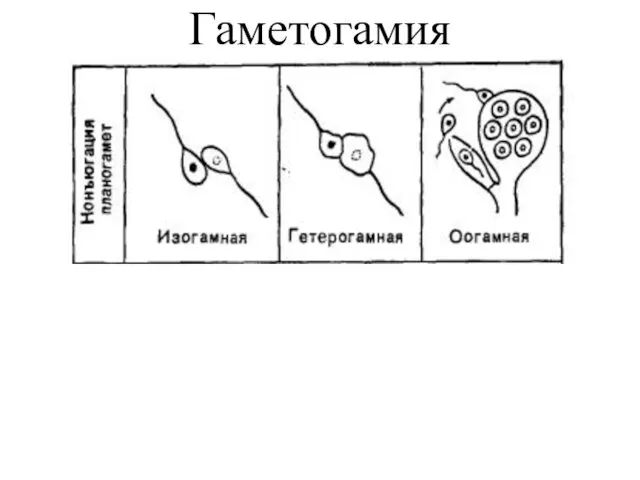 Гаметогамия Гаметогамия – слияние гамет, образующихся в гаметангиях; Встречается у