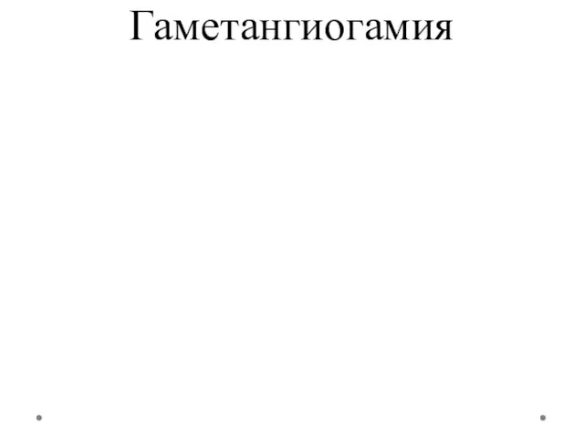 Гаметангиогамия У зигомицетов сливаются два, как правило, многоядерных гаметангия, отделенных