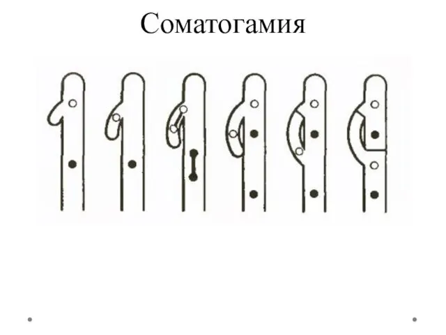 Соматогамия