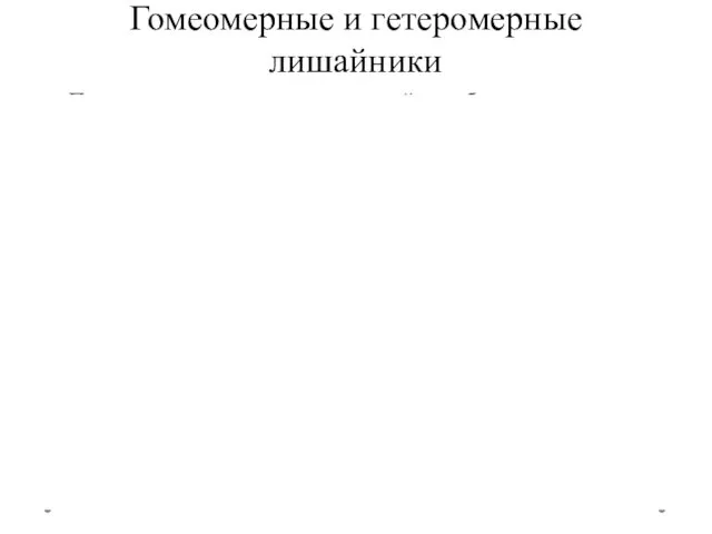 Гомеомерные и гетеромерные лишайники По анатомическому строению лишайники бывают гомеомерные