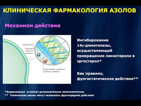 КЛИНИЧЕСКАЯ ФАРМАКОЛОГИЯ АЗОЛОВ Механизм действия Ингибирование 14α-диметилазы, осуществляющей превращение ланостерола