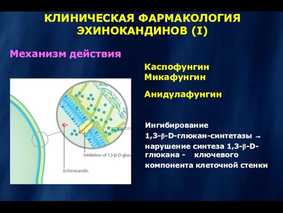 КЛИНИЧЕСКАЯ ФАРМАКОЛОГИЯ ЭХИНОКАНДИНОВ (I) Механизм действия Каспофунгин Микафунгин Анидулафунгин Ингибирование